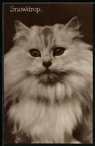 AK Snowdrop, Persianerkatze, Portrait