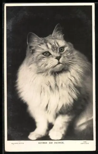 AK Keymer Sir Patrick, Cat