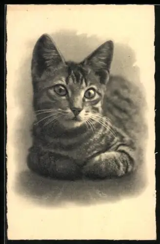 AK Getigerte Katze, Portrait