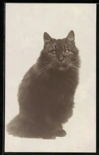 AK Katze mit grossen Augen, Portrait