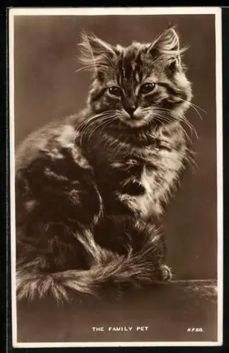 AK The Family Pet, Cat