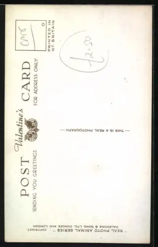 AK The Family Pet, Cat