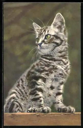 AK Katze blickt zur Seite