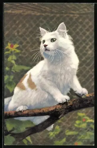 AK Katze in einem Garten