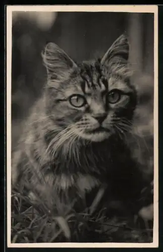 AK Katze im Gras, Portrait