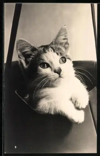 AK Katze in einer Tragetasche