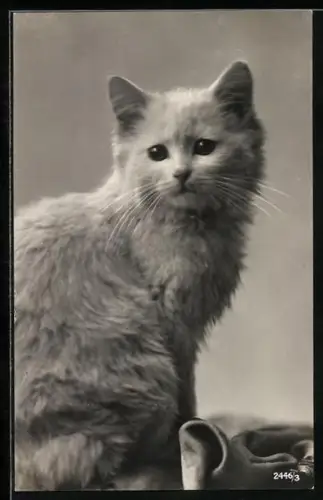 AK Sitzende weisse Katze, Portrait