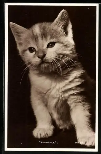 AK Katzenbaby Snowball, Portrait