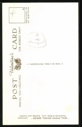 AK Katzenbaby Snowball, Portrait