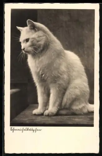 AK Schmeichelkätzchen, weisse Katze