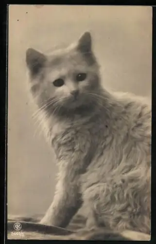 AK Weisse Katze mit dichtem Fell