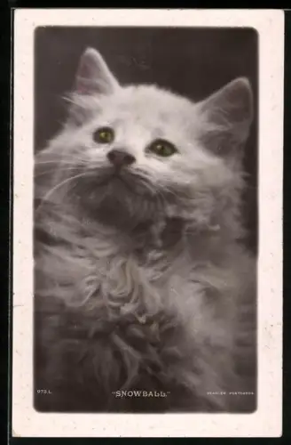 AK Snowball, Portrait