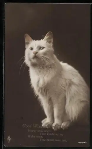 AK Weisse Katze, Geburtstagsgruss
