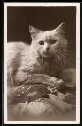 AK Weisse Katze auf einem Polster