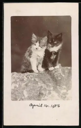 Foto-AK Zwei Katzenbabys, 1906