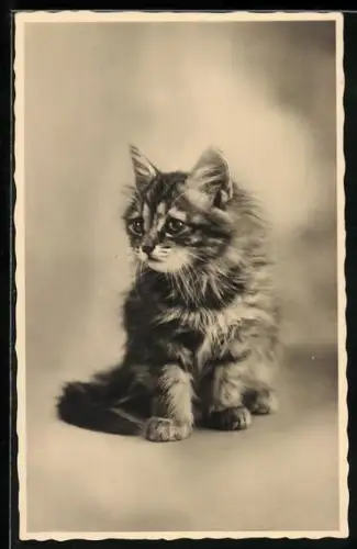 AK Katzenkind mit dichtem Fell, Portrait