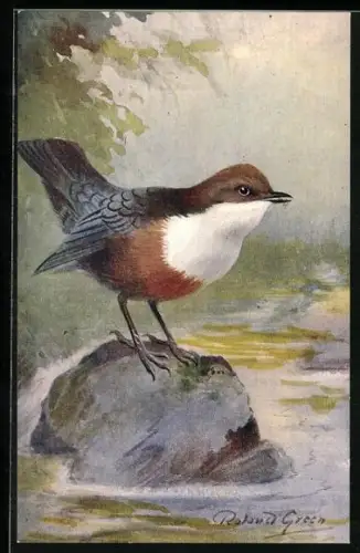 Künstler-AK Dipper, Wasseramsel am Fluss
