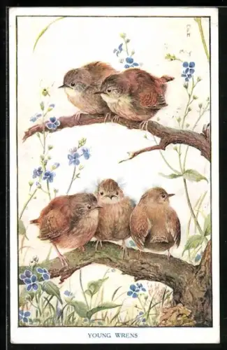 Künstler-AK Young Wrens, Junge Zaunkönige