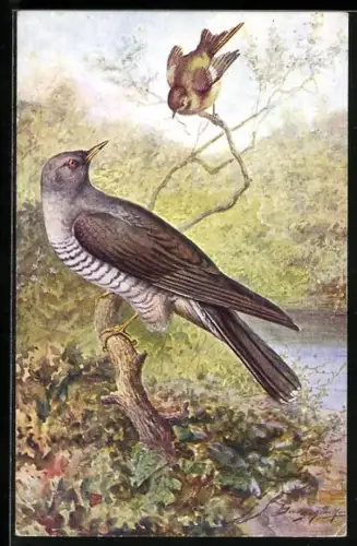 Künstler-AK Cuckoo and Wood Wren, Kuckuck auf einem Ast