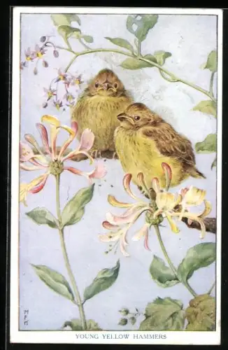 AK Young Yellow Hammers, Goldammer-Küken