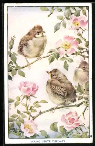 AK Young White Throats, Junge Weisskehlchen