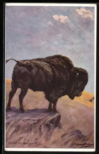 Künstler-AK Natural History - Animals, Bison, bos americanus