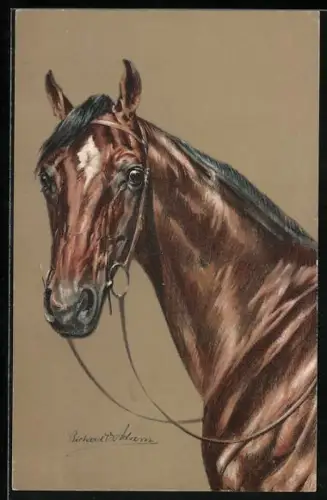 AK Ross mit weisser Stirn und Zaumzeug, Reitpferd