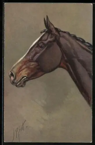 AK Pferdekopf im Profil