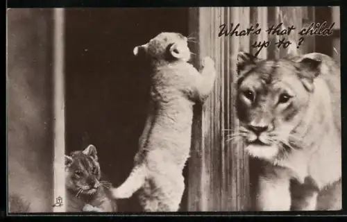 AK What`s that child up to?, Lioness Caroline with her Twins