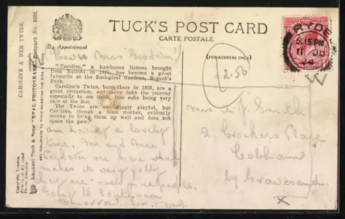 AK What`s that child up to?, Lioness Caroline with her Twins