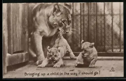 AK Bringing up a child..., Lioness Caroline with her twins