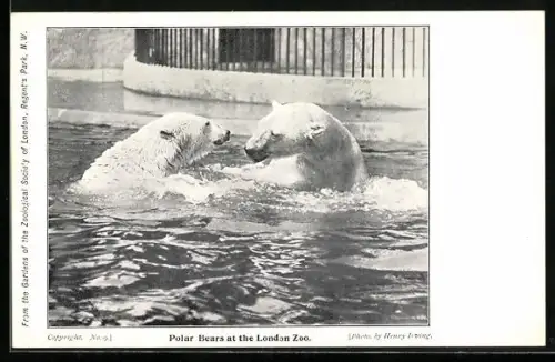 AK London, Zoo, Polar Bears in the water