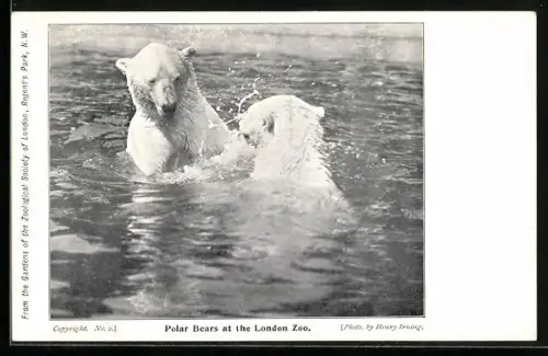 AK Polar Bears at the London Zoo, Eisbären im Londoner Zoo