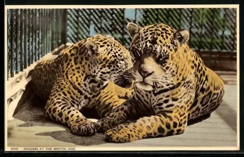 AK Bristol, Zoo, Two Jaguars