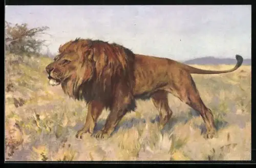 Künstler-AK Lauernder Löwe in der trockenen Savanne