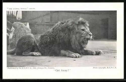 AK Get Away!, Fauchender Löwe