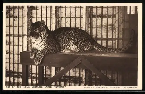 AK Chessington, Surrey`s Zoological Gardens, Indian Leopard named Sweetie