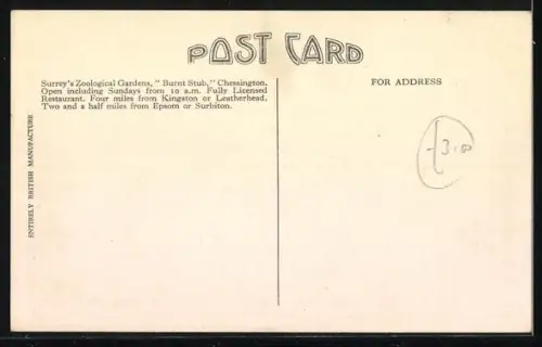 AK Chessington, Surrey`s Zoological Gardens, Indian Leopard named Sweetie