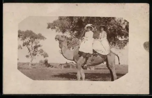Foto-AK Zwei Damen beim Ritt auf einem Kamel
