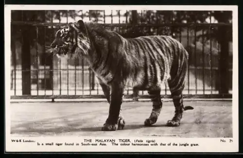AK The Malayan Tiger