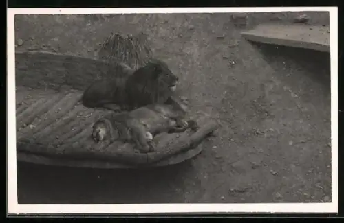 Foto-AK Löwenpaar in einem Freiluft-Gehege