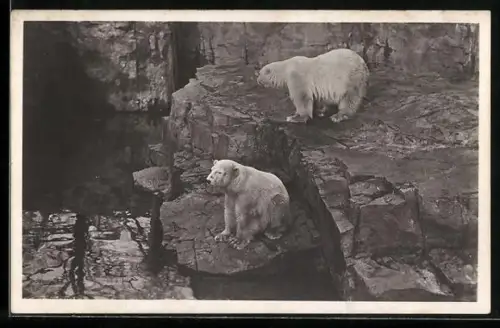 AK Edinburgh, Scottish Zoological Park, Zwei Eisbären in einem Freiluft-Gehege