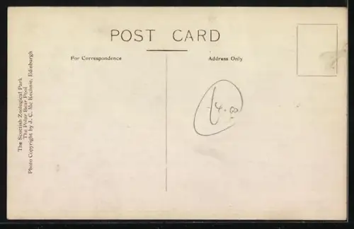 AK Edinburgh, Scottish Zoological Park, Zwei Eisbären in einem Freiluft-Gehege