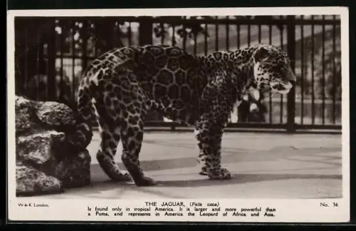 AK Jaguar in einem Freiluftgehege