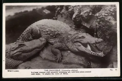 AK Krokodil (Crocodilus niloticus)