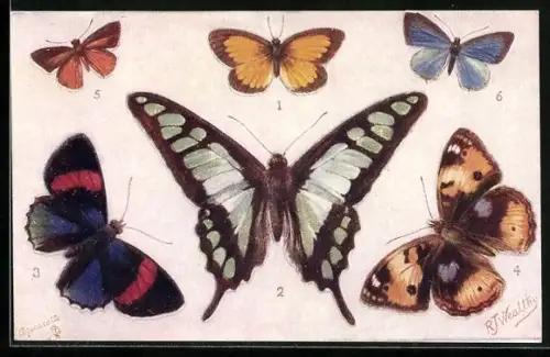 Künstler-AK Schmetterling, Terias pulchella, Papilio cloanthus, Catagramma parima, Junonia oenone, Eurygona mys
