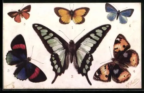 Künstler-AK Schmetterling, Terias pulchella, Papilio cloanthus, Catagramma parima, Junonia oenone, Eurygona mys