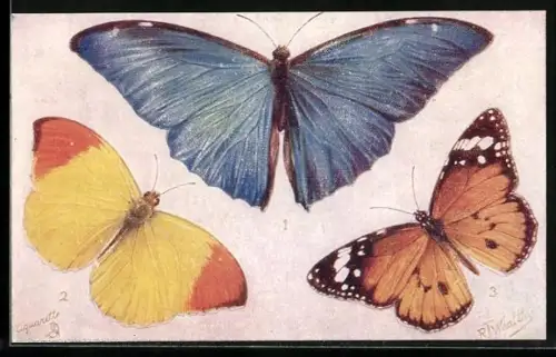 AK Foreign Butterflies: Morpho Adonis Male, Eronia leda Male & Danaus chrysippus Male, Schmetterlinge