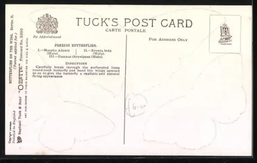 AK Foreign Butterflies: Morpho Adonis Male, Eronia leda Male & Danaus chrysippus Male, Schmetterlinge