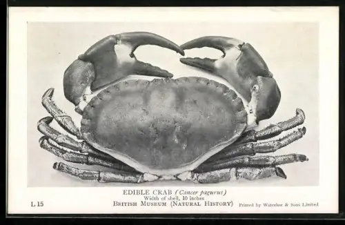 AK British Museum, Edible Crab